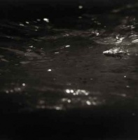 Visions West Gallery :: Bruce :: Muddler in the Big Hole