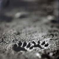 Visions West Gallery :: Bruce :: Tracks / unframed