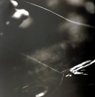 Visions West Gallery :: Bruce :: Queen Charlotte