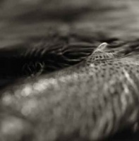 Visions West Gallery :: Bruce :: Rainbow Trout / unframed