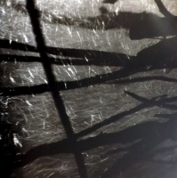 Visions West Gallery :: Bruce :: Snag