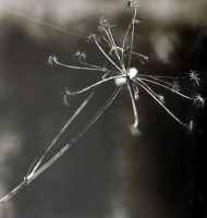 Visions West Gallery :: Bruce :: Snagged Royal Wolf / unframed