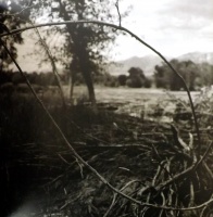 Visions West Gallery :: Bruce :: Sticks