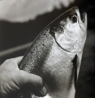 Visions West Gallery :: Bruce :: Salmon / unframed