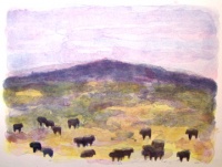 Visions West Gallery :: Bruce :: Gallatin Angus II