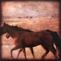 Visions West Gallery :: Bruce :: Equine Duet