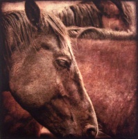 Visions West Gallery :: Bruce :: Wilsall Profile