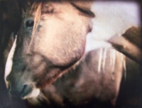 Visions West Gallery :: Bruce :: Buffalo Highway: Facing West