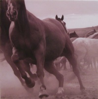 Visions West Gallery :: Bruce :: Fast Break