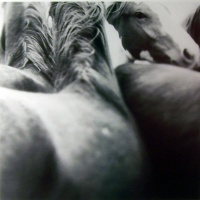 Visions West Gallery :: Bruce :: Fast Break: Miles City Horses I