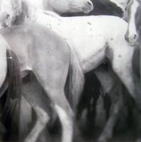 Visions West Gallery :: Bruce :: Fast Break: Miles City Horses II