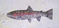 Visions West Gallery :: Bruce :: Hound Creek Trout, White