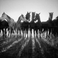 Visions West Gallery :: Bruce :: Horse Shadows