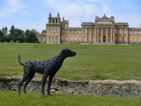 Visions West Gallery :: Bruce :: Young Labrador