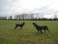 Visions West Gallery :: Bruce :: Spaniel