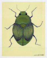 Visions West Gallery :: Bruce :: Golden Beetle