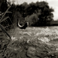 Visions West Gallery :: Bruce :: Brown Trout