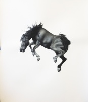 Visions West Gallery :: Bruce :: Tommy Boy