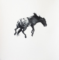 Visions West Gallery :: Bruce :: Bearclaw