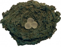 Visions West Gallery :: Bruce :: Green Nest 