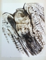 Visions West Gallery :: Bruce :: Raptor 1 6/75