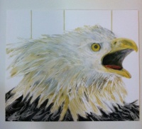 Visions West Gallery :: Bruce :: Bird 8