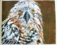 Visions West Gallery :: Bruce :: Bird 9