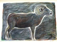 Visions West Gallery :: Bruce :: Ram