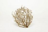 Visions West Gallery :: Bruce :: Gold Tumbleweed