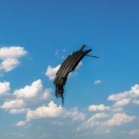 Visions West Gallery :: Bruce :: Walking the Tight Rope