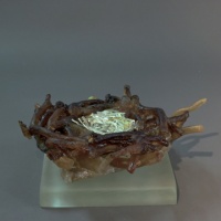 Visions West Gallery :: Bruce :: Unknown Nest 