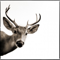Visions West Gallery :: 1 barn-owl-iii Nine :: Deer II