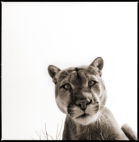 Visions West Gallery :: 1 barn-owl-iii Nine :: Cougar II