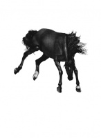 Visions West Gallery :: Bruce :: Jericho