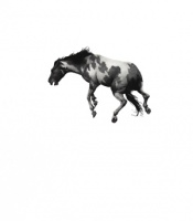 Visions West Gallery :: Bruce :: Geronimo