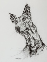 Visions West Gallery :: Bruce :: Podenco