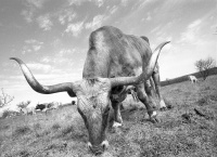 Visions West Gallery :: Bruce :: Longhorn 2/10