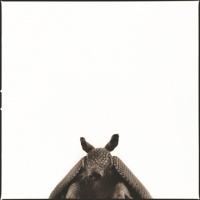 Visions West Gallery :: 1 barn-owl-iii Nine :: Armadillo