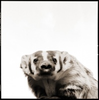 Visions West Gallery :: 1 barn-owl-iii Nine :: Badger