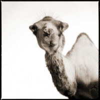 Visions West Gallery :: 1 barn-owl-iii Nine :: Camel