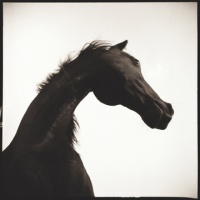 Visions West Gallery :: 1 barn-owl-iii Nine :: Horse I