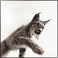 Visions West Gallery :: 1 barn-owl-iii Nine :: Lynx I