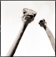 Visions West Gallery :: 1 barn-owl-iii Nine :: Ostrich I