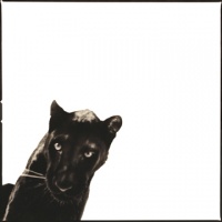 Visions West Gallery :: 1 barn-owl-iii Nine :: Panther