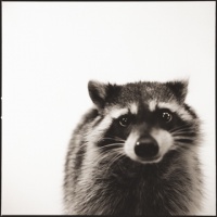 Visions West Gallery :: 1 barn-owl-iii Nine :: Racoon