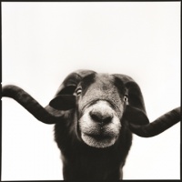 Visions West Gallery :: 1 barn-owl-iii Nine :: Ram