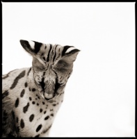 Visions West Gallery :: 1 barn-owl-iii Nine :: Serval II