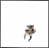 Visions West Gallery :: 1 barn-owl-iii Nine :: Sugar Glider