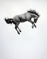 Visions West Gallery :: Bruce :: Relentless