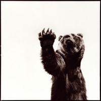 Visions West Gallery :: 1 barn-owl-iii Nine :: Grizzly I